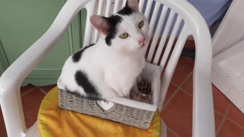 Minet GIF - Minet - Discover & Share GIFs