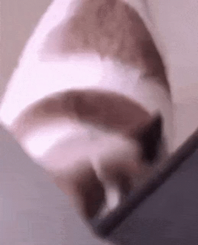 Cat Spinning GIF - Cat Spinning Funny GIFs
