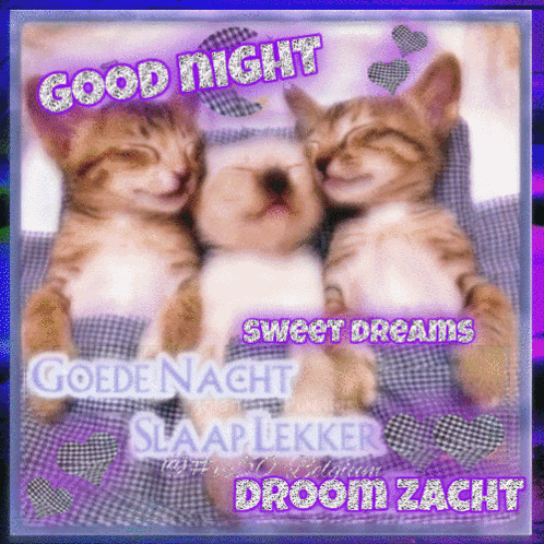 a picture of three kittens with the words good night sweet dreams written on it
