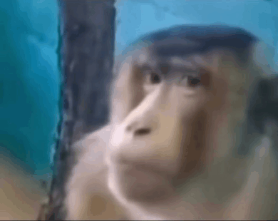 Monkey Side Eye Meme - Monkey Side eye - Discover & Share GIFs