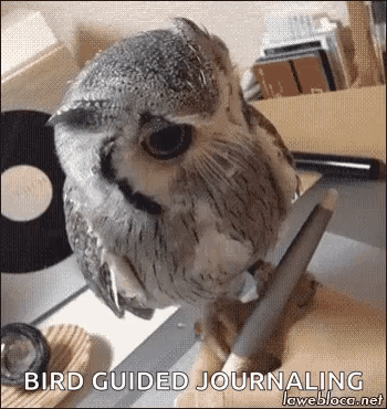 Owl Writing GIF - Owl Writing Takingnotes GIFs