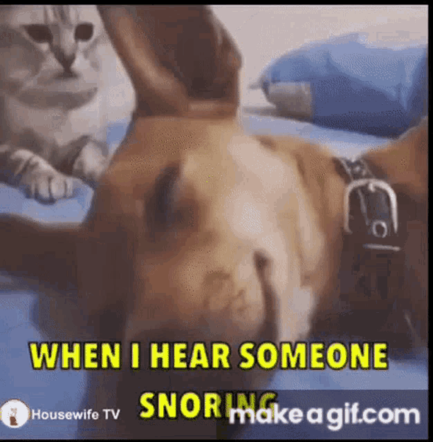 Stop Snoring GIF - Stop Snoring Dog GIFs