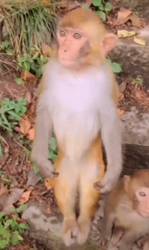 Talkpout Monkey GIF - Talkpout Monkey GIFs