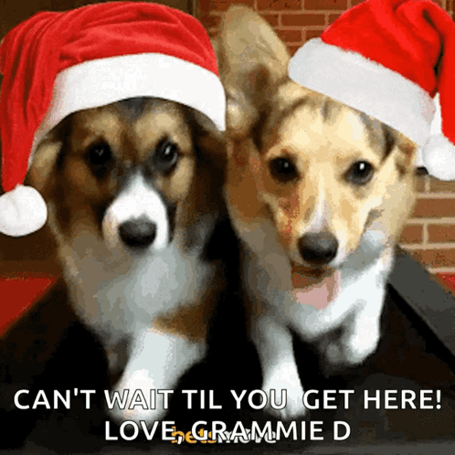 Dog Noel GIF - Dog Noel Merry Christmas GIFs