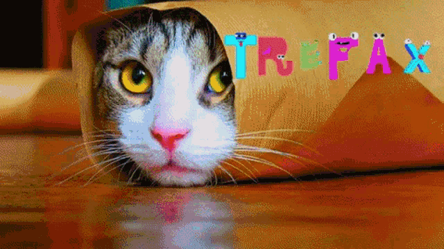 a cat is looking out of a cardboard tube with the word trefax written above it
