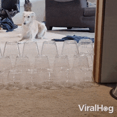 a dog sits in front of a stack of clear plastic cups with the words viralhog written on the bottom