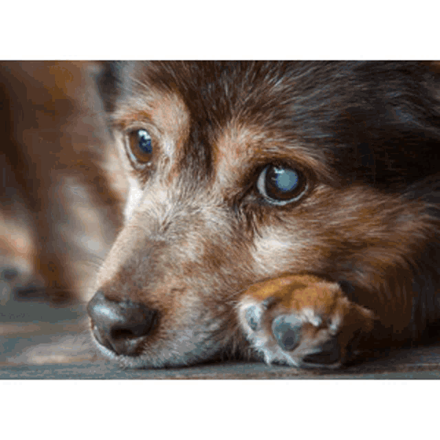 a close up of a dog laying down with his head on his paw