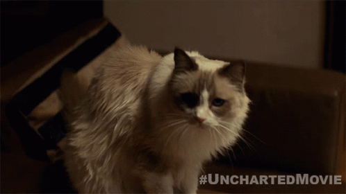 Look Uncharted GIF - Look Uncharted Stare GIFs