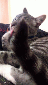 Juancho Patitas Cat GIF - Juancho Patitas Cat Licking GIFs