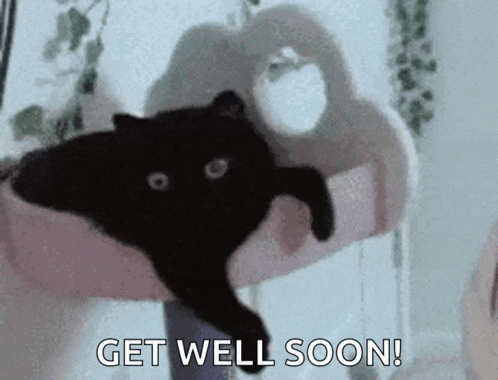 a person is holding a black cat in their hands with the words `` get well soon '' written on the bottom .