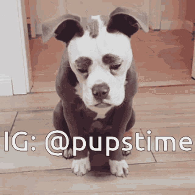 a dog with a sad look on its face is sitting on a tiled floor next to a caption that says @pupstime