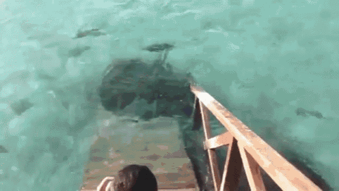 a person is standing on a dock looking at a boat in the water .