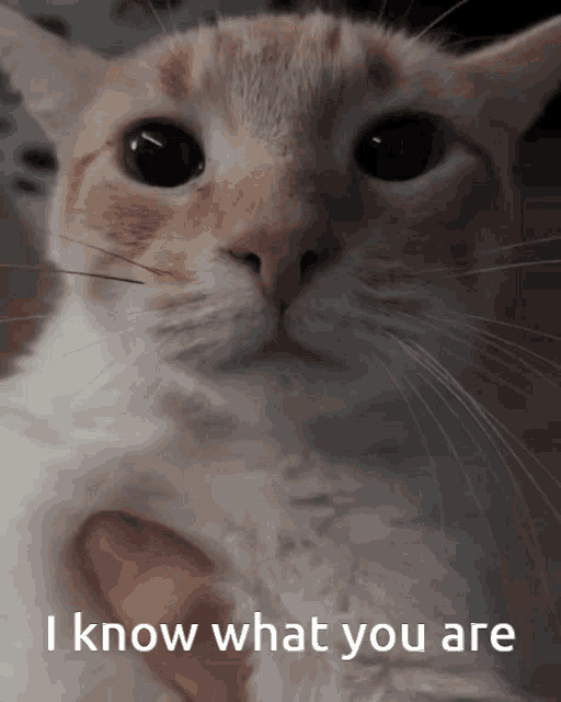 a cat with the words i know what you are below it