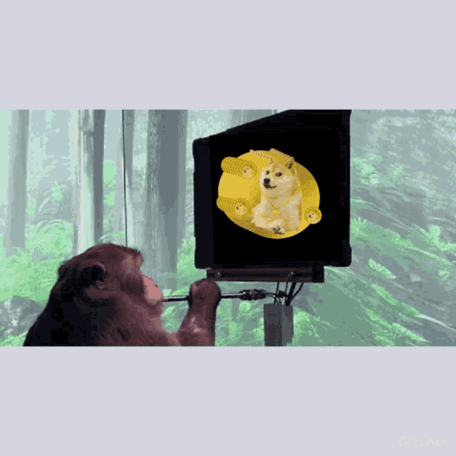 a monkey is looking at a doge on a screen