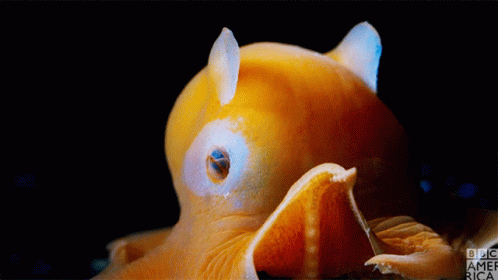Adorabilis Dumbo Octopus GIF - Adorabilis Dumbo Octopus Hi GIFs
