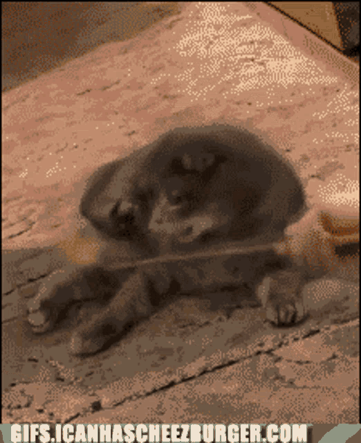Cat Pussy Play GIF - Cat Pussy Play Surprised GIFs