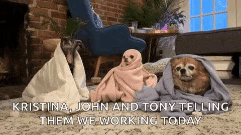 three dogs are wrapped in blankets in a living room and talking to each other .
