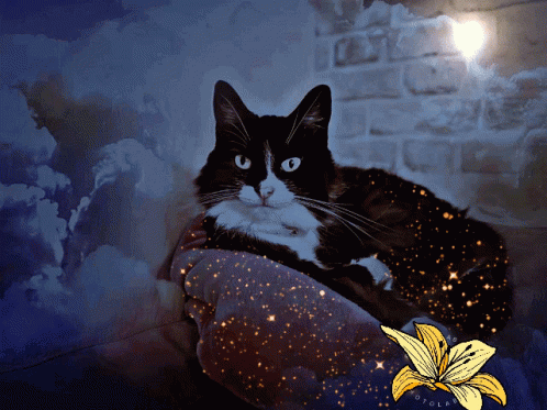 Mystery Mysterious GIF - Mystery Mysterious Cat GIFs