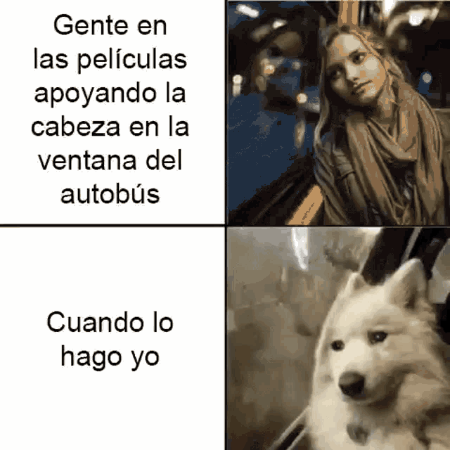 a woman is sitting on a bus next to a white dog looking out the window .