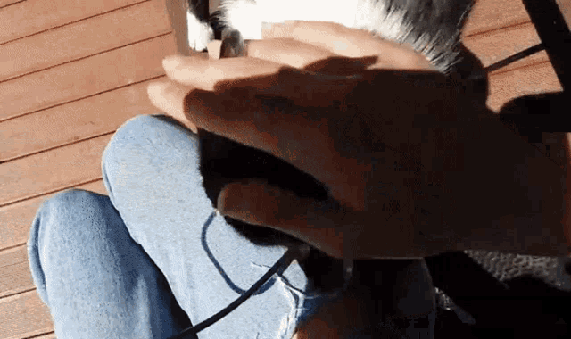 a person is holding a cat on their lap