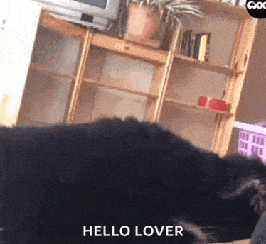 a black cat is laying down in a living room and says hello lover .