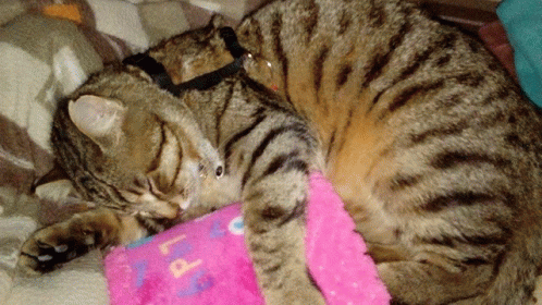 Kitty Cat GIF - Kitty Cat GIFs