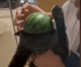 a black cat wearing a watermelon hat on its head .