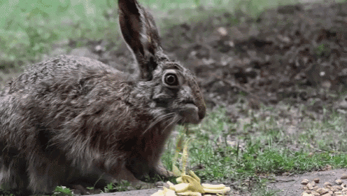 The Munchies GIF