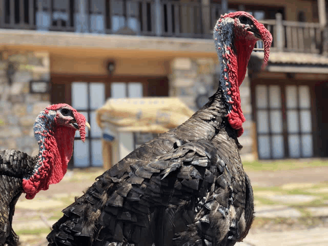 two turkeys standing in front of a building with a sign that says ' e ' on it