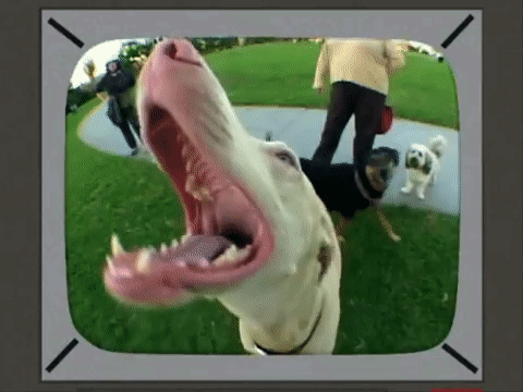 Dog Mouth GIF - Dog Mouth Wide Angle Lens GIFs