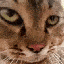 Angry Cat Mean Cat GIF - Angry Cat Mean Cat Kitten Cat GIFs