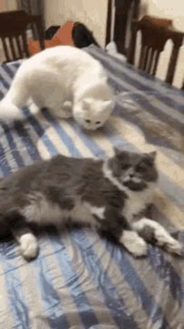 Rofida Cat GIF - Rofida Cat Luna GIFs