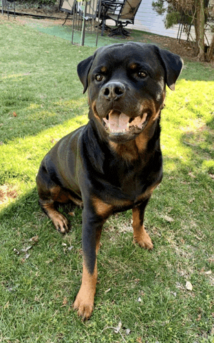 a black and brown dog is sitting in the grass with its tongue out