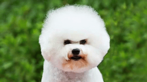 Angry Dog GIF - Angry Dog GIFs