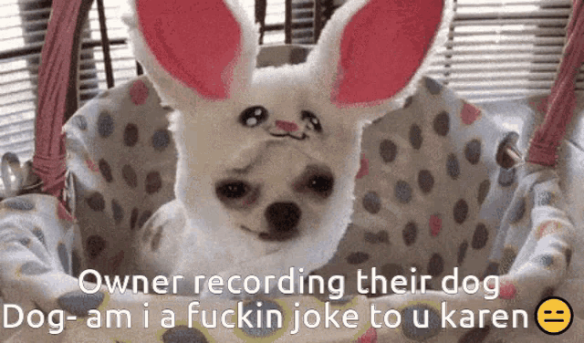 a dog wearing bunny ears is sitting in a hammock with the caption owner recording their dog