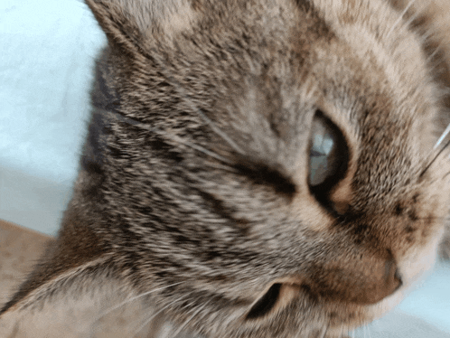 a close up of a cat 's face with a blue eye and a white nose