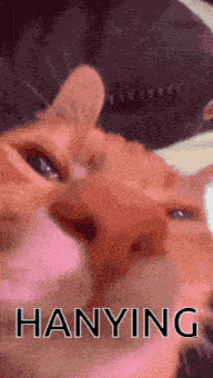 a close up of a cat with the word hanying written on it