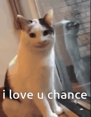 I Love You Chance Polite Cat GIF