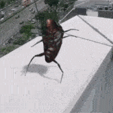 Cucaracha Cockroach GIF