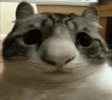 a close up of a cat 's face looking at the camera with a big nose .