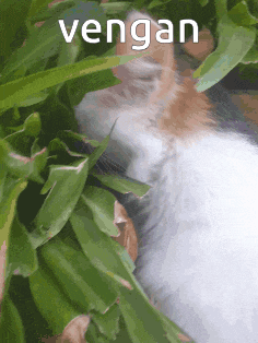 a close up of a cat laying in the grass with the word vengean written above it