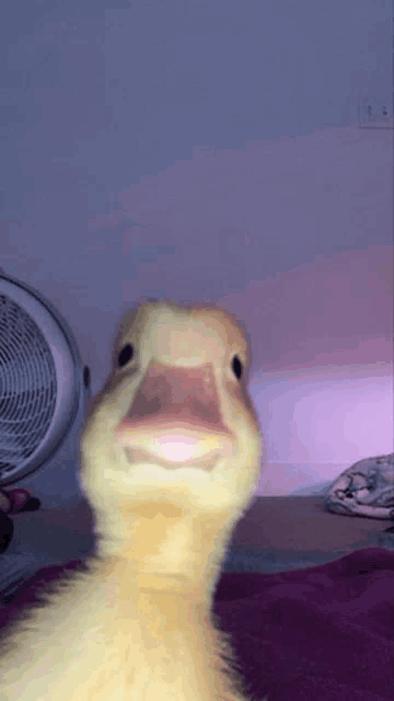 a close up of a duck 's face looking at the camera with a fan in the background .