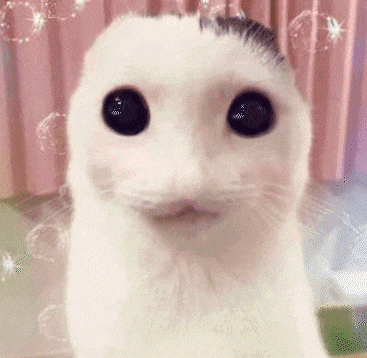a close up of a white cat 's face with bubbles behind it