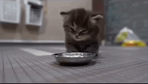 a kitten is drinking water from a metal bowl .