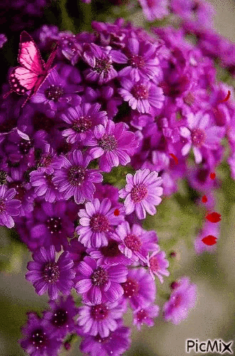 a pink butterfly is sitting on top of a bunch of purple flowers .