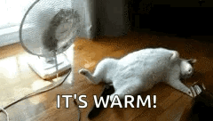 Heat Heat Wave GIF - Heat Heat Wave Fan GIFs