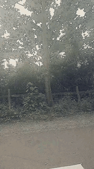 a tree with lots of leaves is in the middle of a dirt road