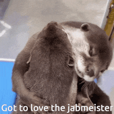 two otters hugging each other with the words got to love the jabmeister below them
