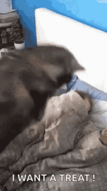 a cat is laying on top of a person on a bed and says i want a treat !