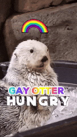 a picture of an otter with the words gay otter hungry on it